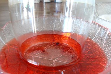 Glas in Farbwasser eintauchen